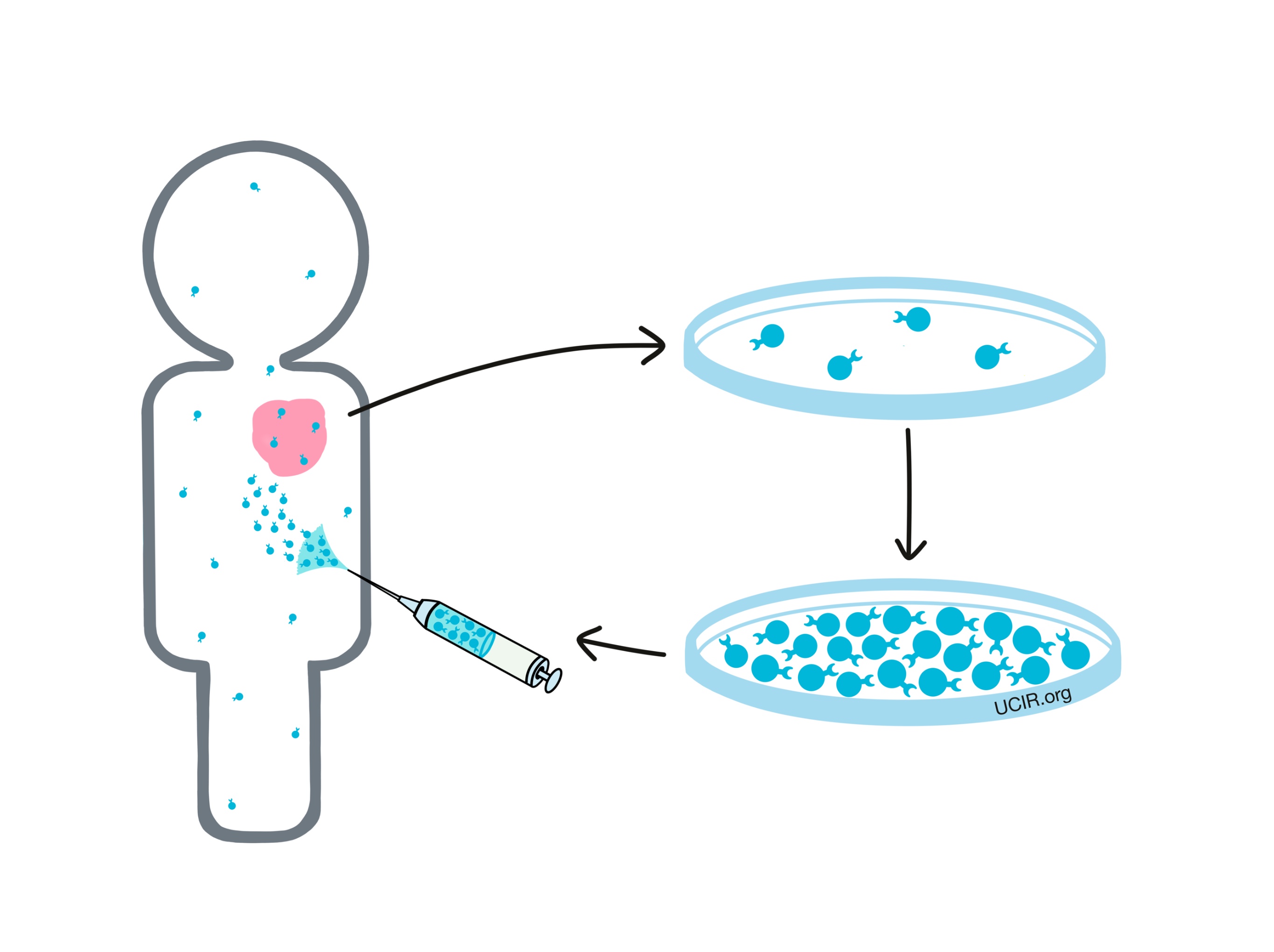 T Cell Therapy